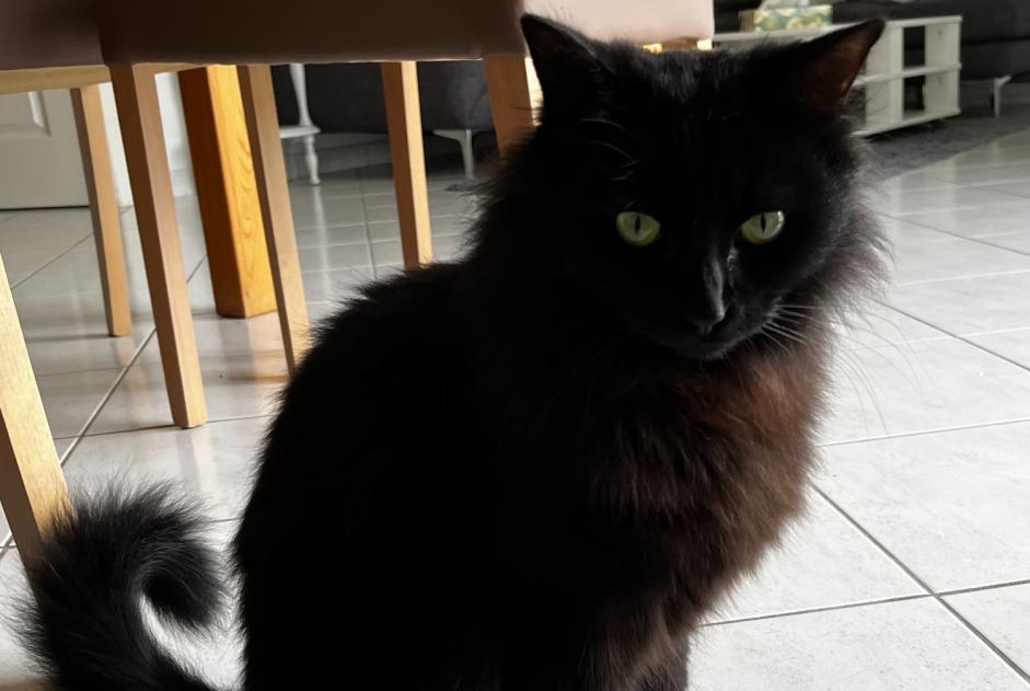 Alerta de Desaparición Gato Macho , 2 años Le Gué-d'Alleré Francia