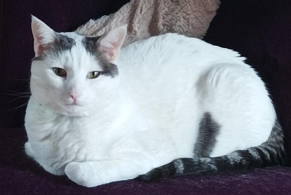 Alerte Disparition Chat croisement  Mâle , 3 ans Saintes France