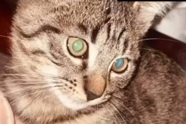 Alerte Disparition Chat croisement  Femelle , 1 ans Vaux-sur-Mer France