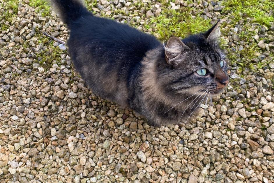 Avviso Ritrovamento Gatto incrocio di razze  Maschio Meursac Francia